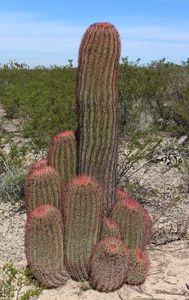 Ferocactus pilosus, Mexikó