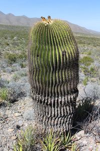 Echinocactus platyacanthus, Mexikó