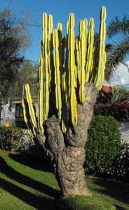 Idős, vastag törzzsel rendelkező kaktusz, Tenerife 2016