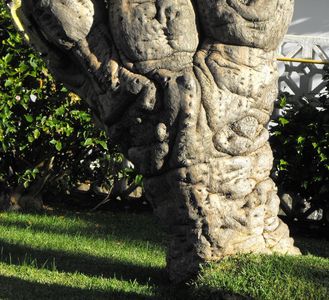 Idős, vastag törzzsel rendelkező kaktusz, Tenerife 2016
