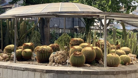 Idős növények az cataniai botanikuskertben, Orto Botanico dell'Università di Catania, Olaszország