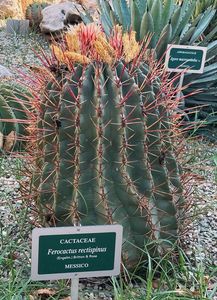 Idős növények az cataniai botanikuskertben, Orto Botanico dell'Università di Catania, Olaszország