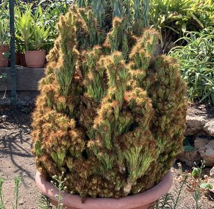 Idős növények az cataniai botanikuskertben, Orto Botanico dell'Università di Catania, Olaszország