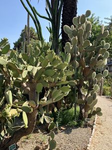 Idős növények az cataniai botanikuskertben, Orto Botanico dell'Università di Catania, Olaszország