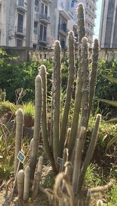 Idős növények az cataniai botanikuskertben, Orto Botanico dell'Università di Catania, Olaszország