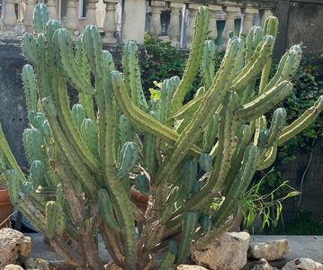 Idős növények az cataniai botanikuskertben, Orto Botanico dell'Università di Catania, Olaszország