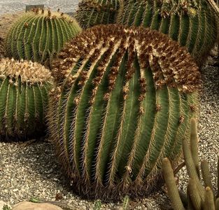 Idős növények az cataniai botanikuskertben, Orto Botanico dell'Università di Catania, Olaszország