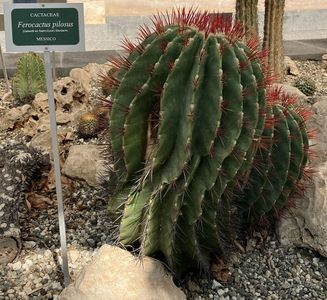 Idős növények az cataniai botanikuskertben, Orto Botanico dell'Università di Catania, Olaszország