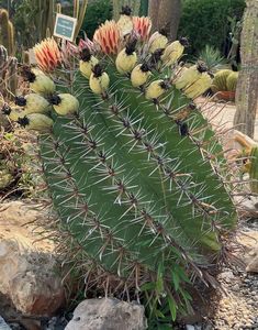 Idős növények az cataniai botanikuskertben, Orto Botanico dell'Università di Catania, Olaszország