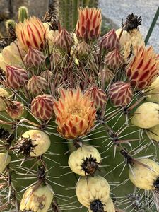 Idős növények az cataniai botanikuskertben, Orto Botanico dell'Università di Catania, Olaszország