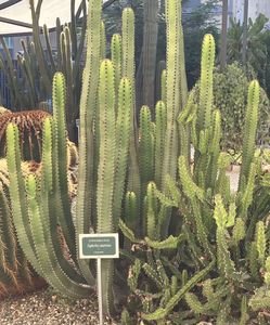 Idős növények az cataniai botanikuskertben, Orto Botanico dell'Università di Catania, Olaszország
